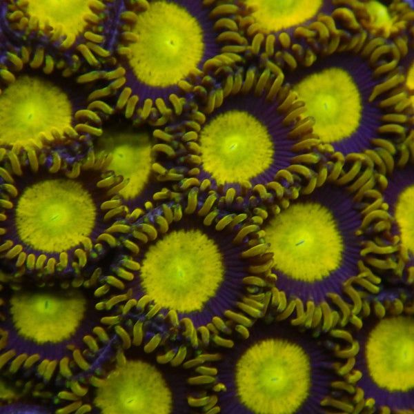 King Midas Zoanthid Coral  *