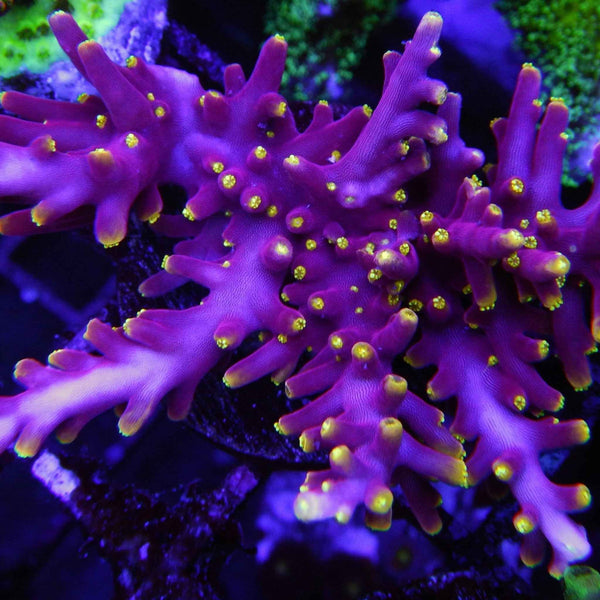 Little Red Ferrari Acropora Coral *