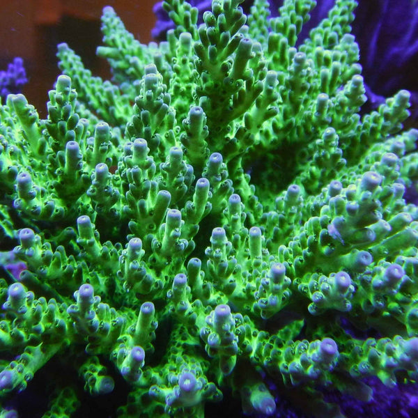 Rich's Unknown Acropora Coral *