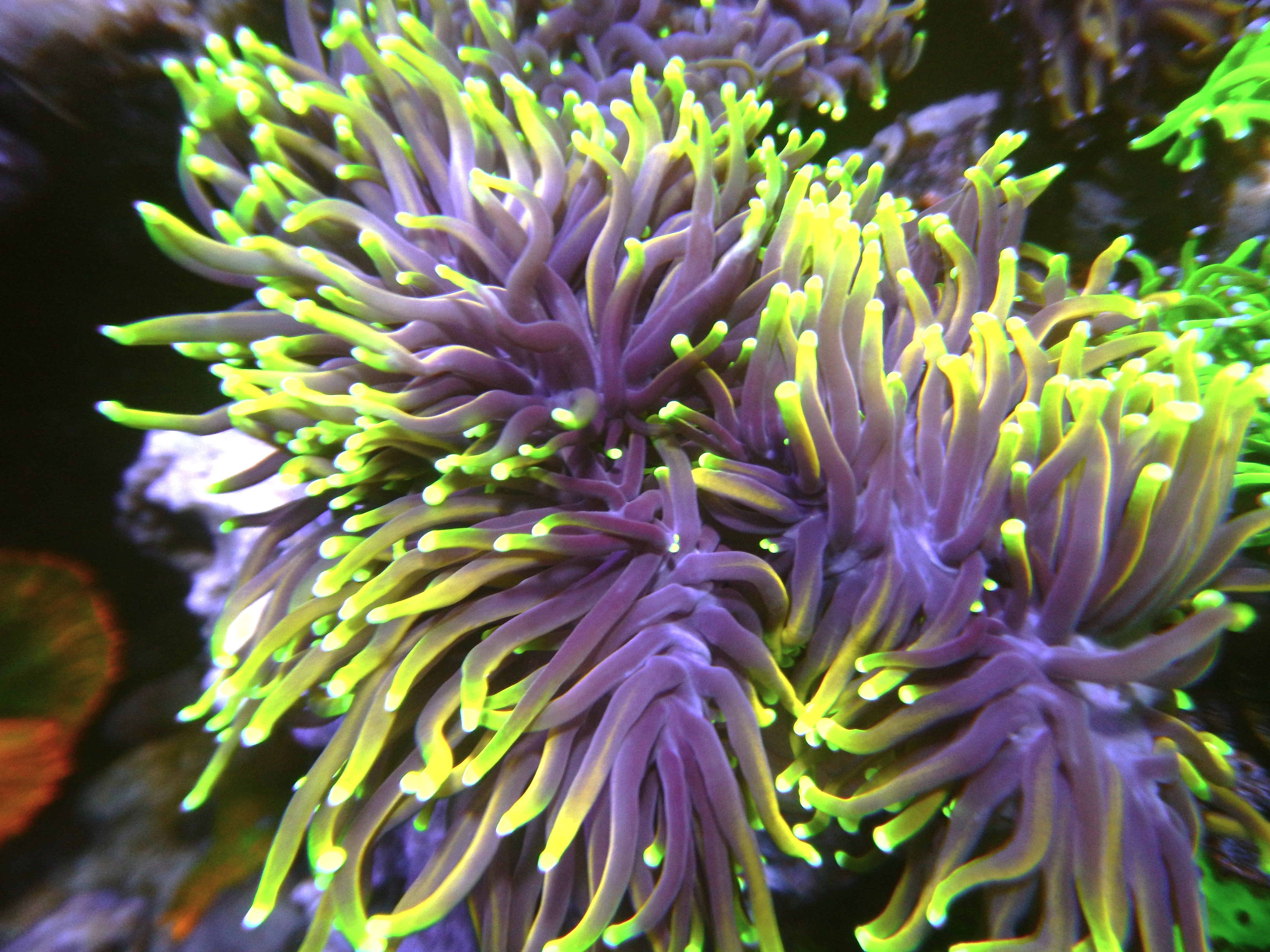 Blastomusa coral with red centers