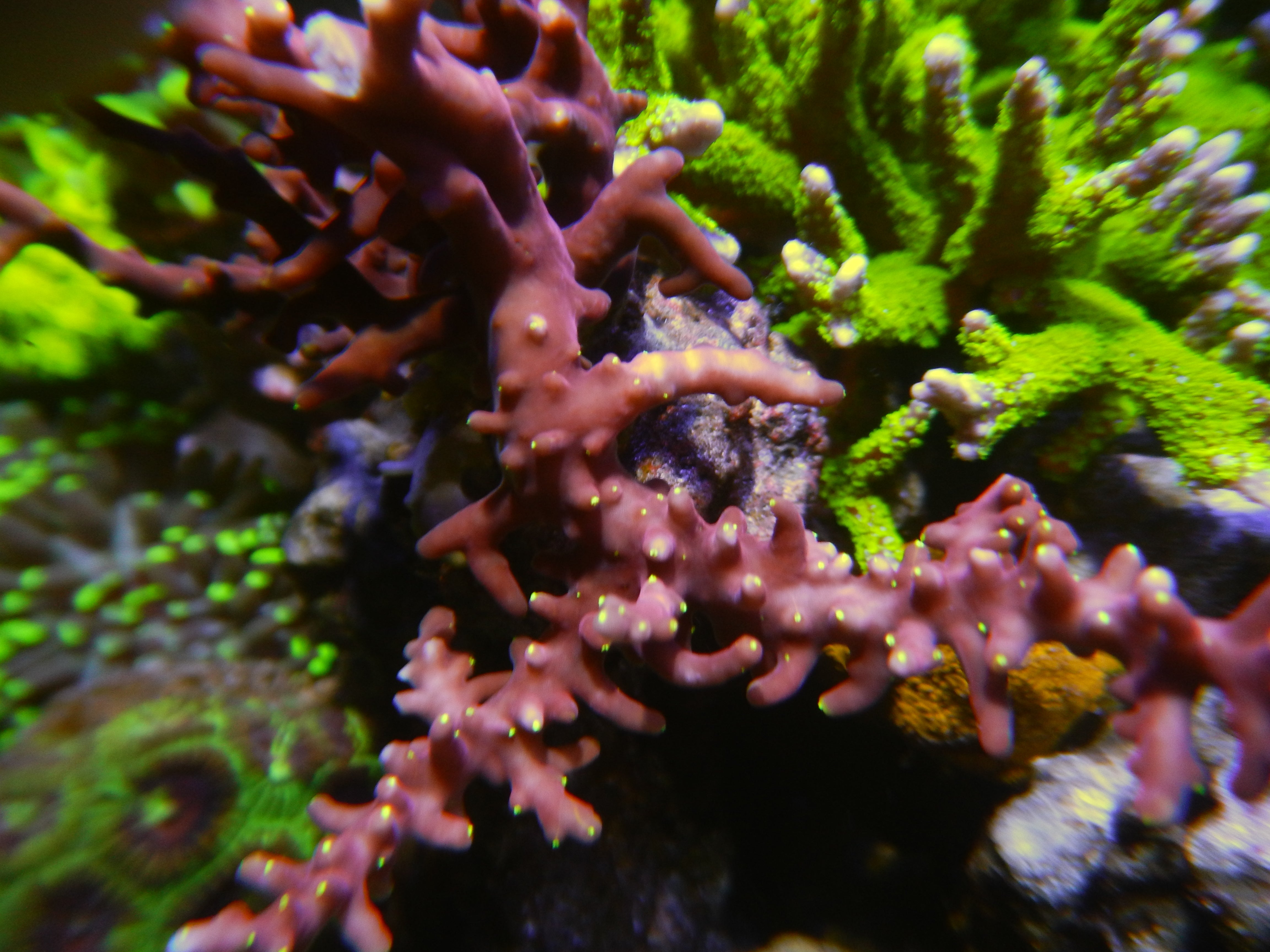 Colorful LPS coral with extended polyps