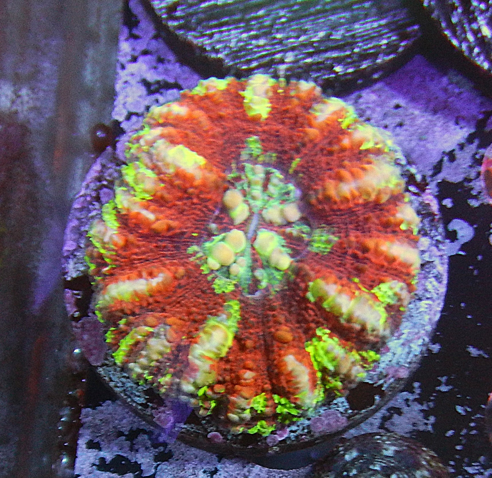 Duncan coral with green polyps