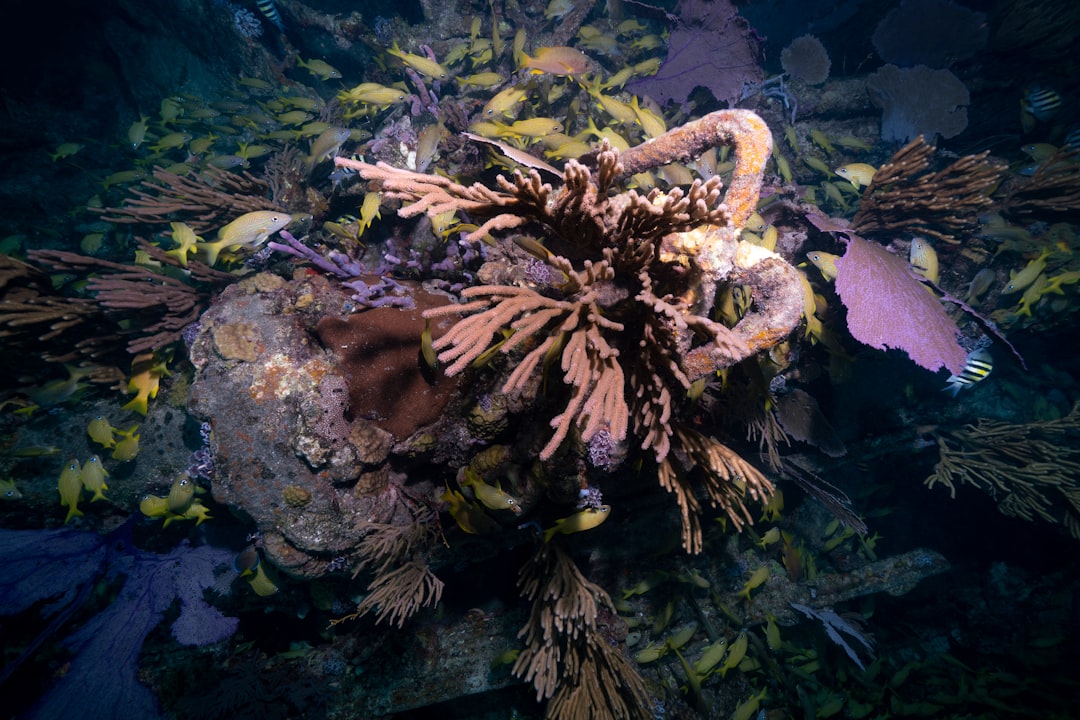 Quality coral inspection