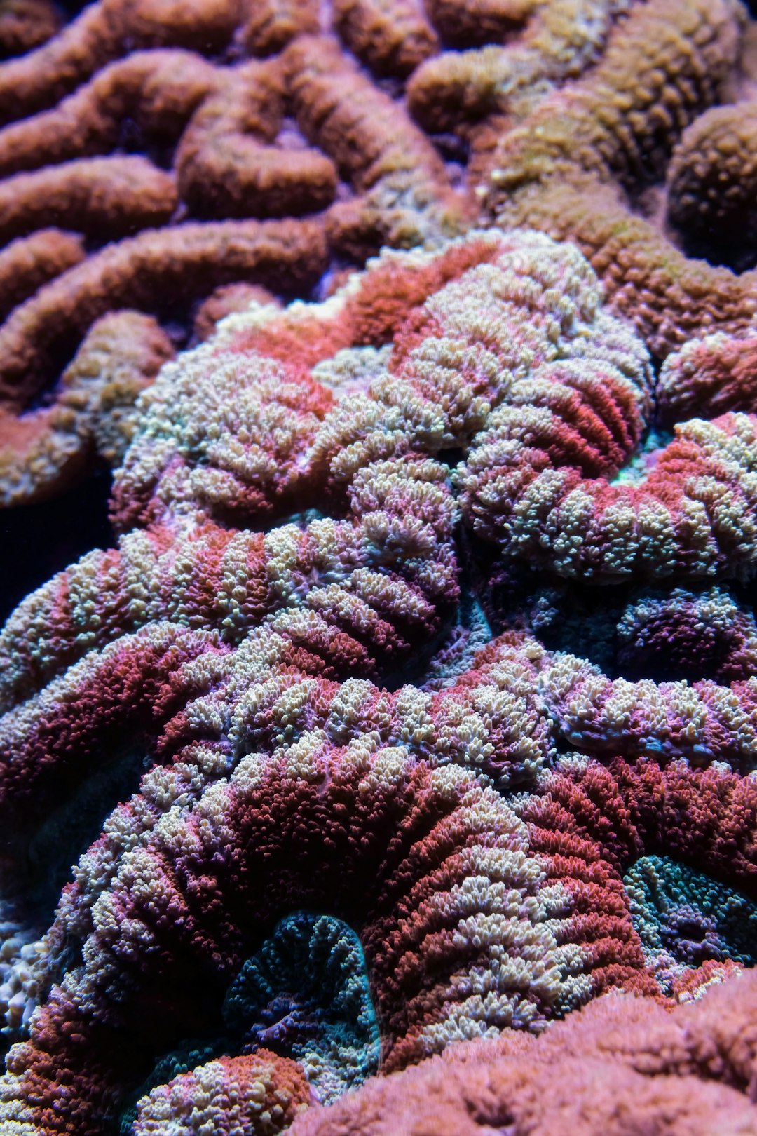 Coral