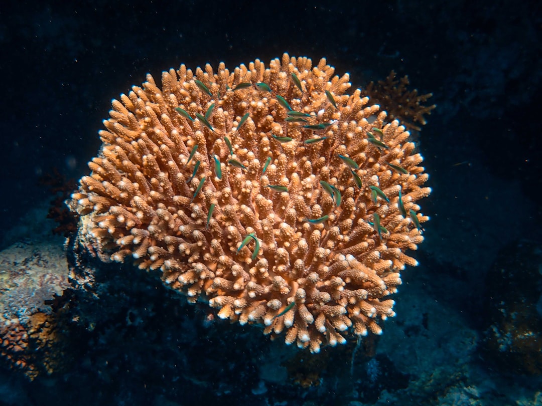 LPS Corals