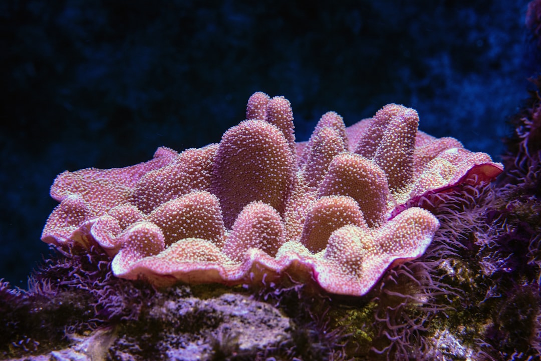 SPS Corals
