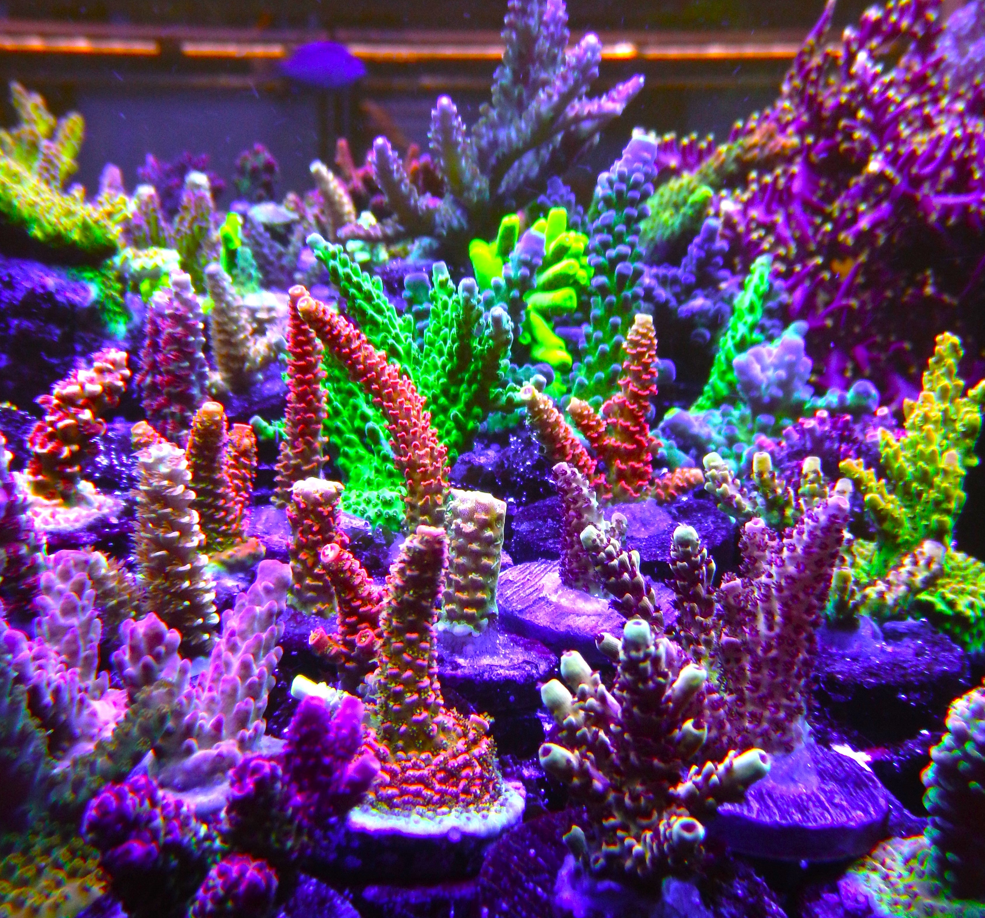 SPS Corals
